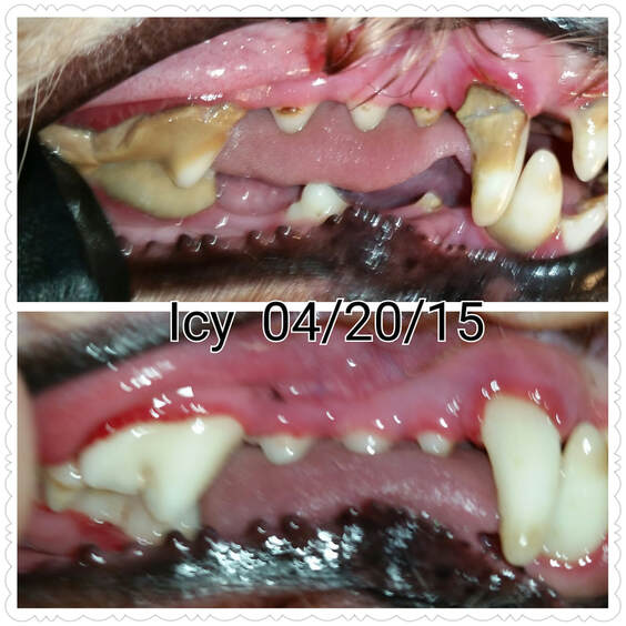Icy's teeth before and after an anesthesia-free cleaning