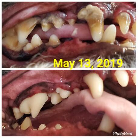 A dog's teeth before and after an anesthesia-free cleaning