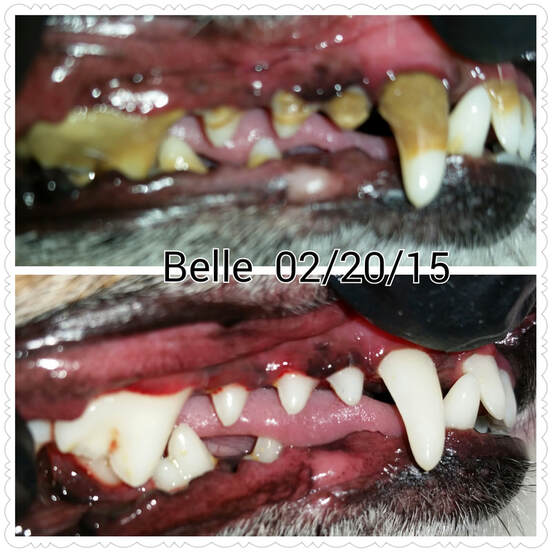 Belle's teeth before and after an anesthesia-free cleaning