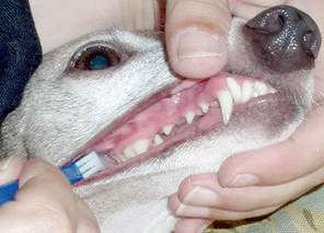 A dog having its teeth gently cleaned