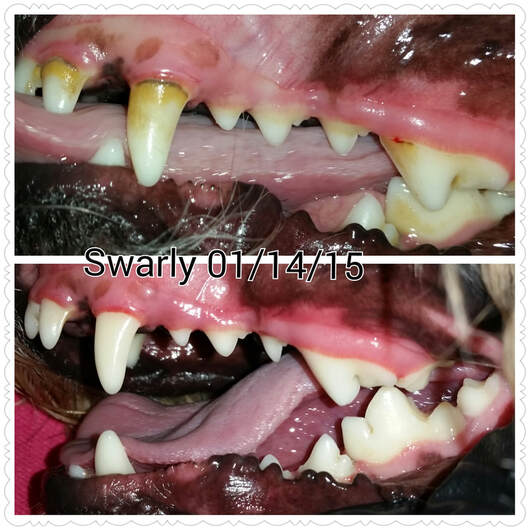 Swarly's teeth before and after an anesthesia-free cleaning