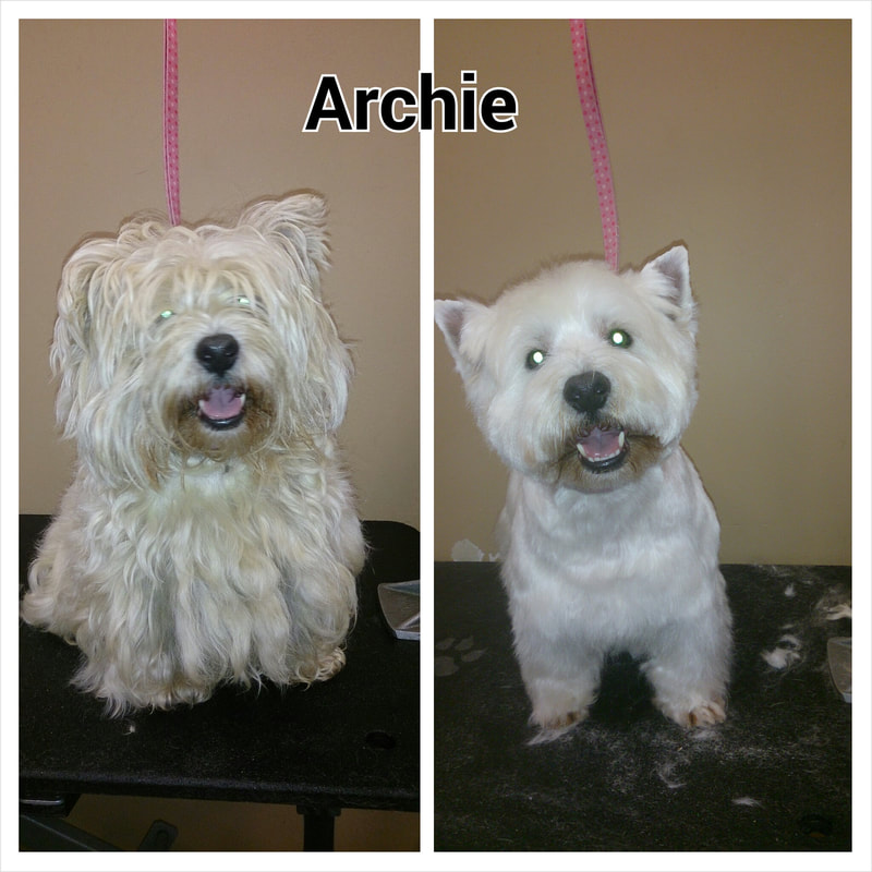 Archie the terrier before and after grooming