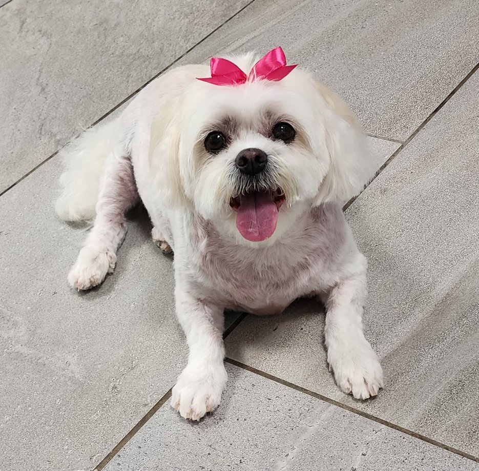 Kassee the Maltese-Shih Tzu freshly groomed