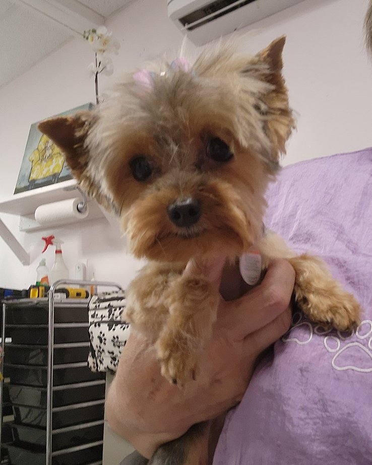 Lily the Yorkie freshly groomed