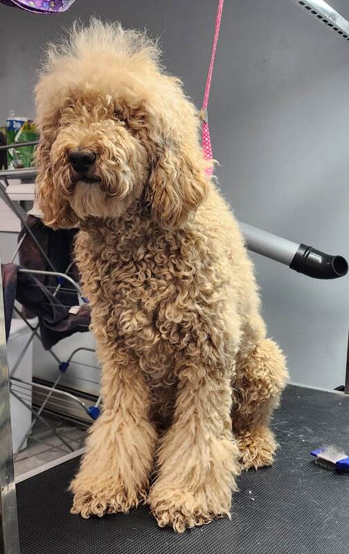 Goldendoodle freshly groomed