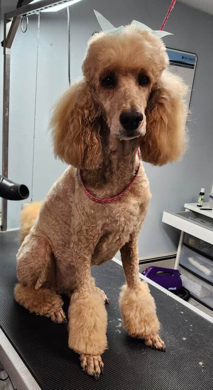 A freshly groomed apricot poodle at Cutting Edge Pet Services