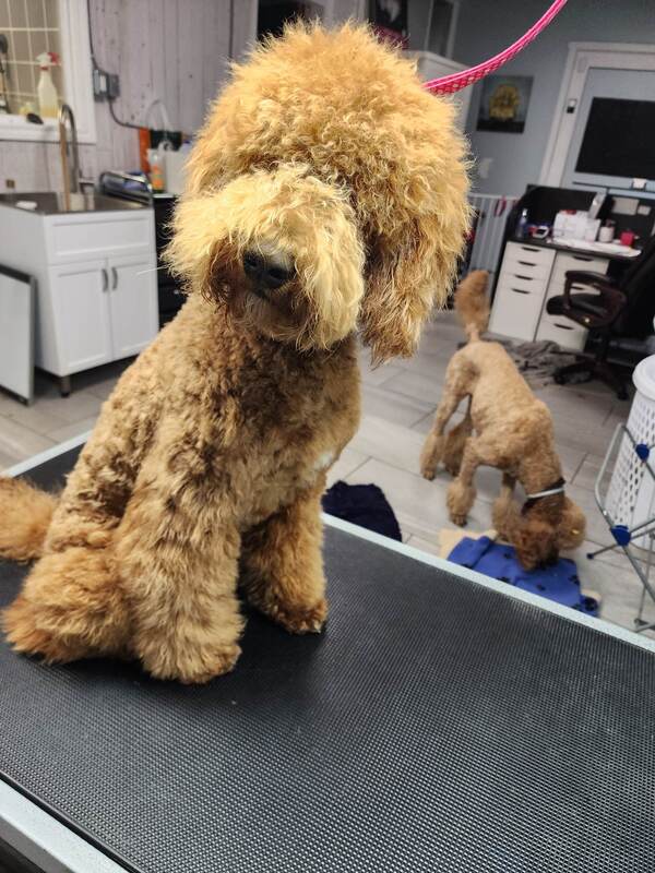 Goldendoodle freshly groomed