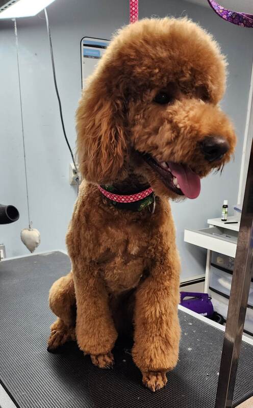 Red poodle freshly groomed