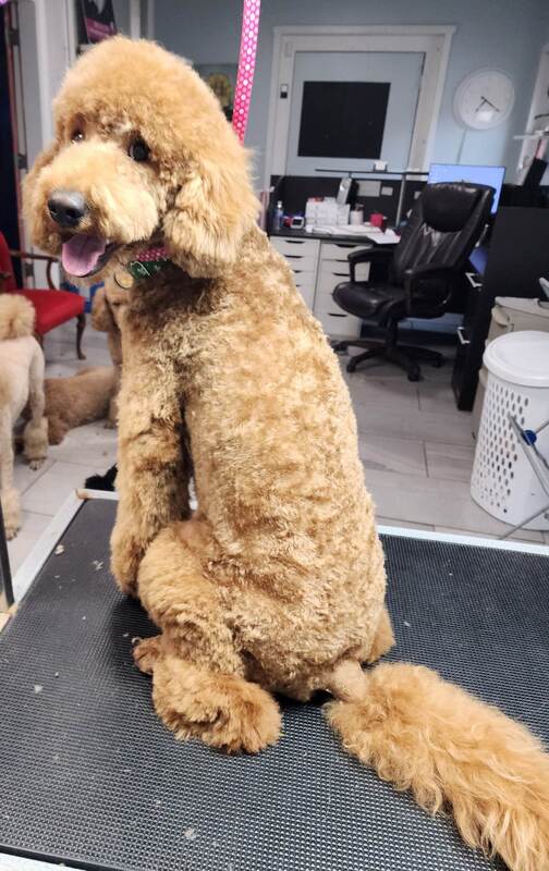 Red standard poodle freshly groomed